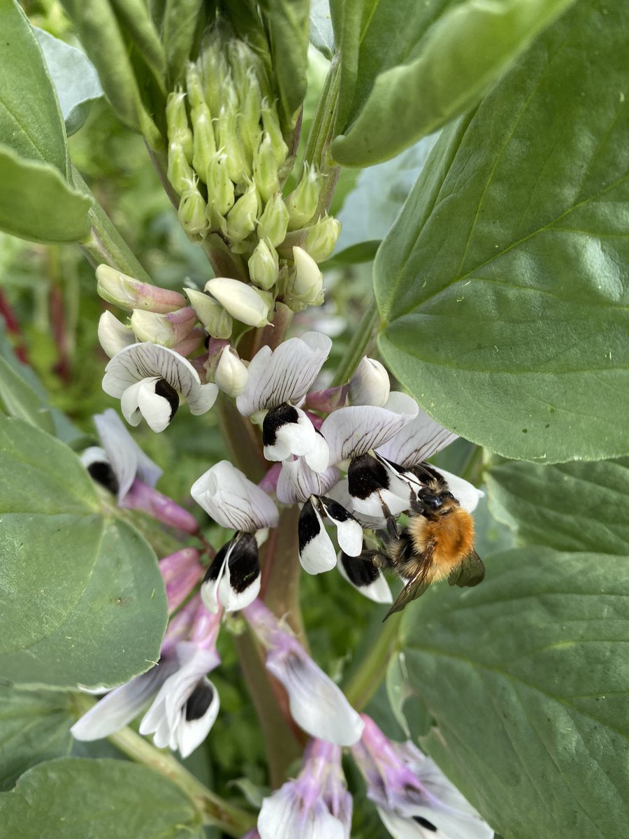 seaparkin's tweet photo. Bit of a buzz at the allotments Bees enjoying the flowering brassicas & now the Broad beans & artichokes are on their way. Rose bushes looking full Could be their best year I hope it’s not their last @StarkAllotments #saveOurSite #gardening #growYourOwn https://t.co/dm0WuZ7S2v