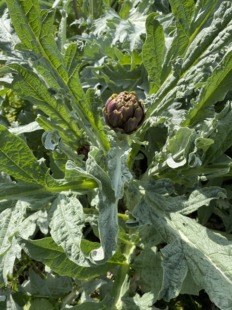 seaparkin's tweet photo. Bit of a buzz at the allotments Bees enjoying the flowering brassicas & now the Broad beans & artichokes are on their way. Rose bushes looking full Could be their best year I hope it’s not their last @StarkAllotments #saveOurSite #gardening #growYourOwn https://t.co/dm0WuZ7S2v