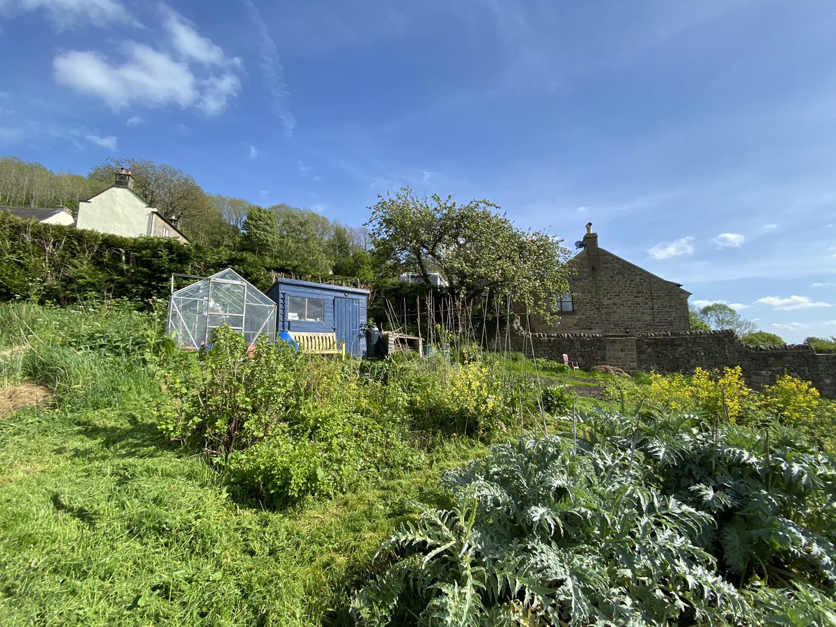seaparkin's tweet photo. Bit of a buzz at the allotments Bees enjoying the flowering brassicas & now the Broad beans & artichokes are on their way. Rose bushes looking full Could be their best year I hope it’s not their last @StarkAllotments #saveOurSite #gardening #growYourOwn https://t.co/dm0WuZ7S2v