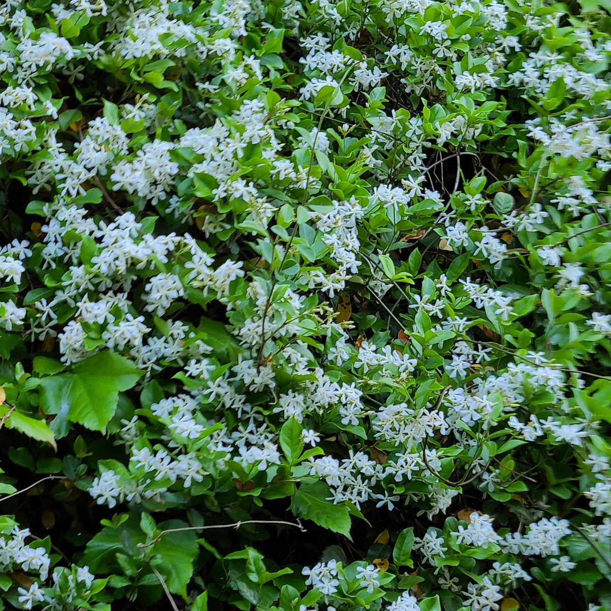 뒷 뜰 백화등은 사진에 다 담을수가 없다.그 예쁨을..