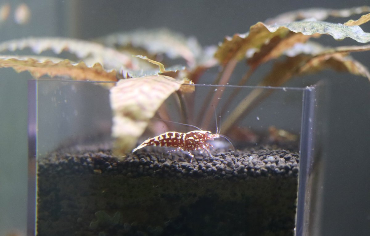 clm38k's tweet photo. おはようございます☔️
カップに入ってたえびちゃん🦐
#RGFB https://t.co/zblf0r8Eyf