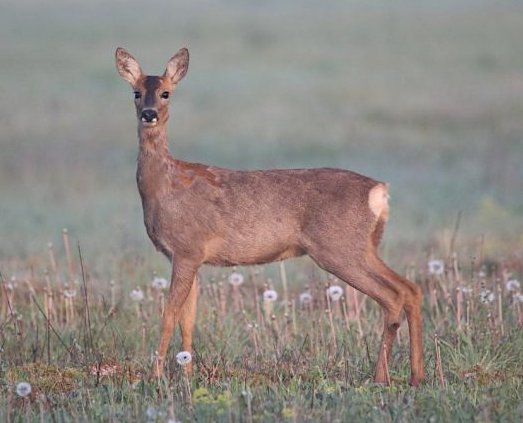 2AnimalsUnited's tweet photo. If you're driving or hiking in the Normandy region of France this weekend be extra alert for 'drunk' deer running amok! Deer overindulge this time of year on spring buds which ferment in their stomachs, making them 'drunk' as if they had consumed alcohol! 
#france #animalbehavior https://t.co/pwMLNogo9a