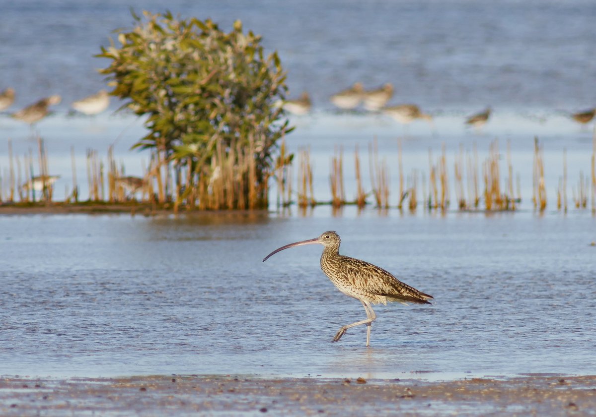Australian Wildlife Conservancy (@awconservancy) on Twitter photo Happy #WorldMigratoryBirdDay 🐦 This year's theme is 'dim the lights for birds at night' and focuses on tackling #LightPollution for wildlife.
Learn how you can help #DimLightsForBirds 👉 <a href="/WMBD/">World Migratory Bird Day</a>
📷 Eastern Curlew on our Faure Island Wildlife Sanctuary (WA). W Lawler/AWC Happy #WorldMigratoryBirdDay 🐦 This year's theme is 'dim the lights for birds at night' and focuses on tackling #LightPollution for wildlife.
Learn how you can help #DimLightsForBirds 👉 <a href="/WMBD/">World Migratory Bird Day</a>
📷 Eastern Curlew on our Faure Island Wildlife Sanctuary (WA). W Lawler/AWC