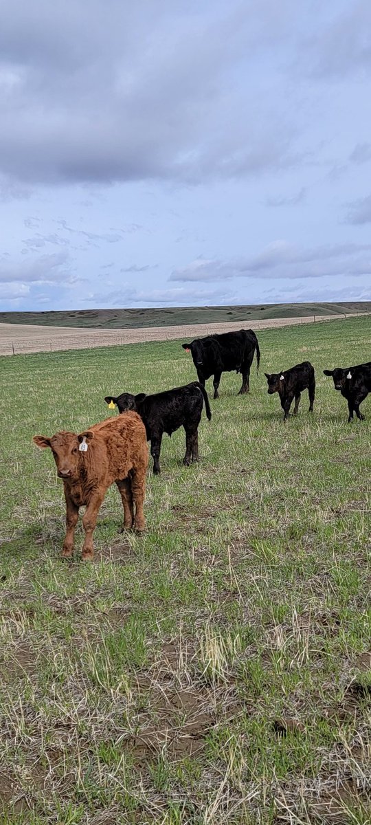 KyMitch83's tweet photo. Some drought casualties selling at PAYS this Wednesday the 18th in Billings, MT. 25 total pair, ages 7-12 years, with the majority being in that younger range. Tough cows used to being raised in rough and dry conditions. If we had water, we would be keeping all of them ourselves https://t.co/g7nvYgJeyw