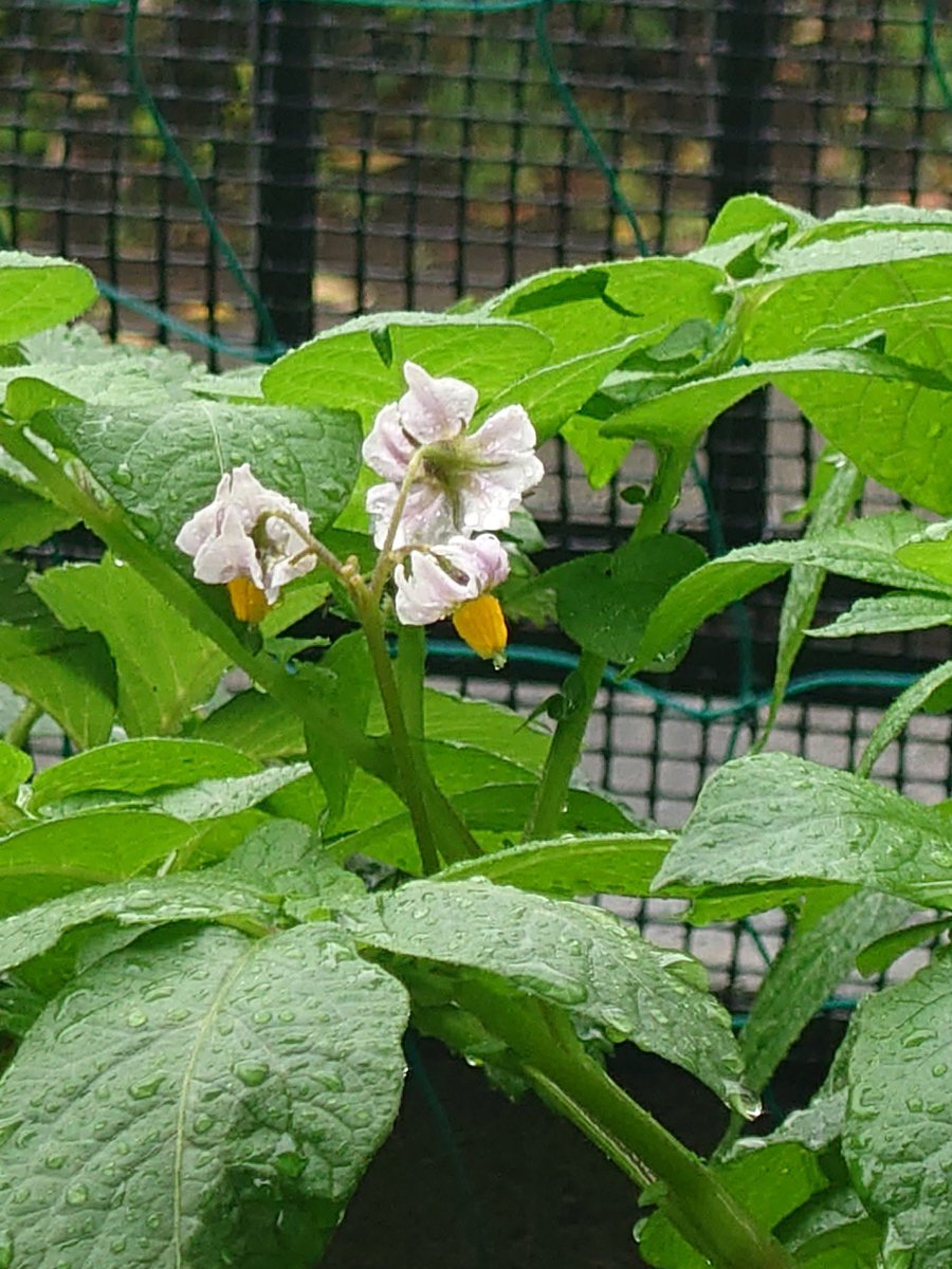 tatsu13014639's tweet image. ポテトバック『77日目』雨の中花が咲いてました❀ジャガイモの花はこんな感じなんですね🥰可愛いですね👍
kabu-seiwa.co.jp
#配管　#CAD　#建設業
#DIY  #モノづくり　#求人 
#家庭菜園　#職人　#監督