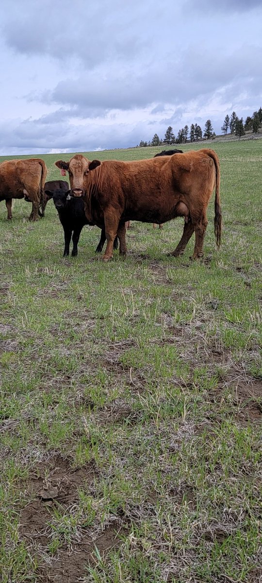 KyMitch83's tweet photo. Some drought casualties selling at PAYS this Wednesday the 18th in Billings, MT. 25 total pair, ages 7-12 years, with the majority being in that younger range. Tough cows used to being raised in rough and dry conditions. If we had water, we would be keeping all of them ourselves https://t.co/g7nvYgJeyw