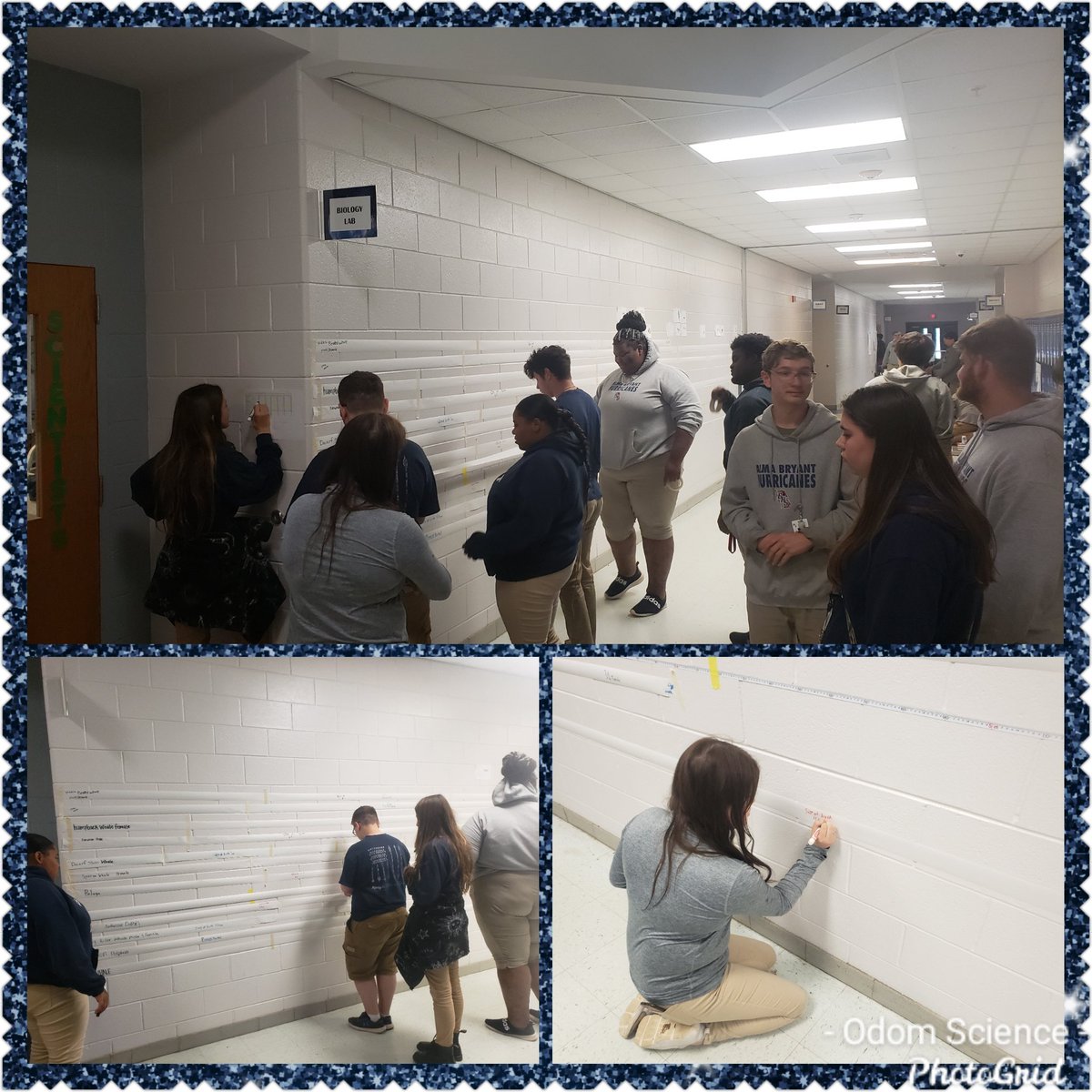 AllisonOdom007's tweet photo. You cannot imagine how big (or small) some of the whales, dolphins, & porpoises are until you graph them life-sized in the hall! Males, females, and size @ birth! How big is your favorite cetacean? @dsprinkmcpss @disealab @DrMelodyTucker @almabryanths
#odomscience https://t.co/g3agGwi64D