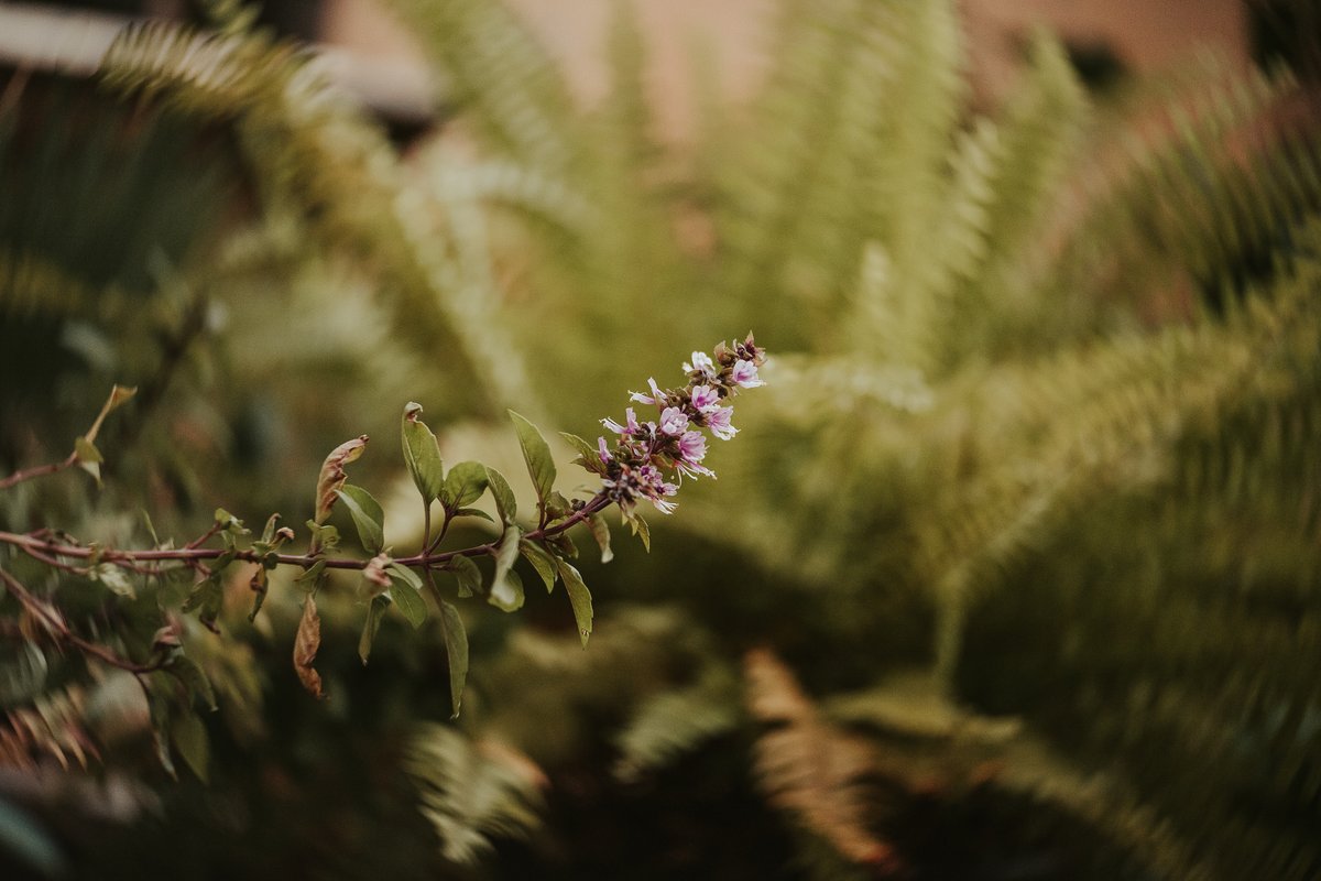 Atenais_Pala's tweet photo. Primeiras fotos com minha nova lente Lensbaby Twist 60. Amei! #Lensbaby #Twist60 https://t.co/v5Tp8hP4aR