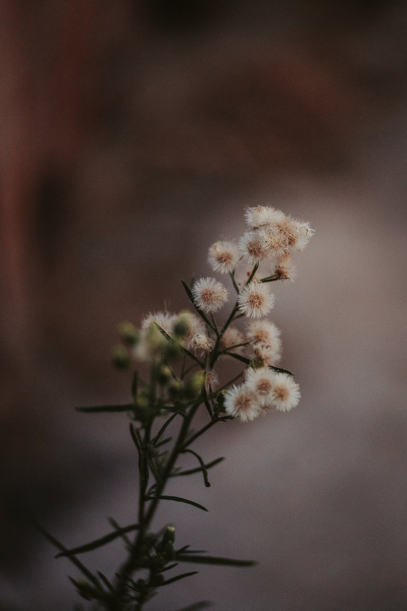 Atenais_Pala's tweet photo. Primeiras fotos com minha nova lente Lensbaby Twist 60. Amei! #Lensbaby #Twist60 https://t.co/v5Tp8hP4aR