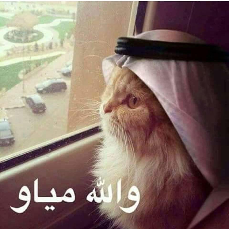 MalikSheeni's tweet photo. @BrutalBTC Also blackjack with luna is Haram. https://t.co/BsqLjzBjXw