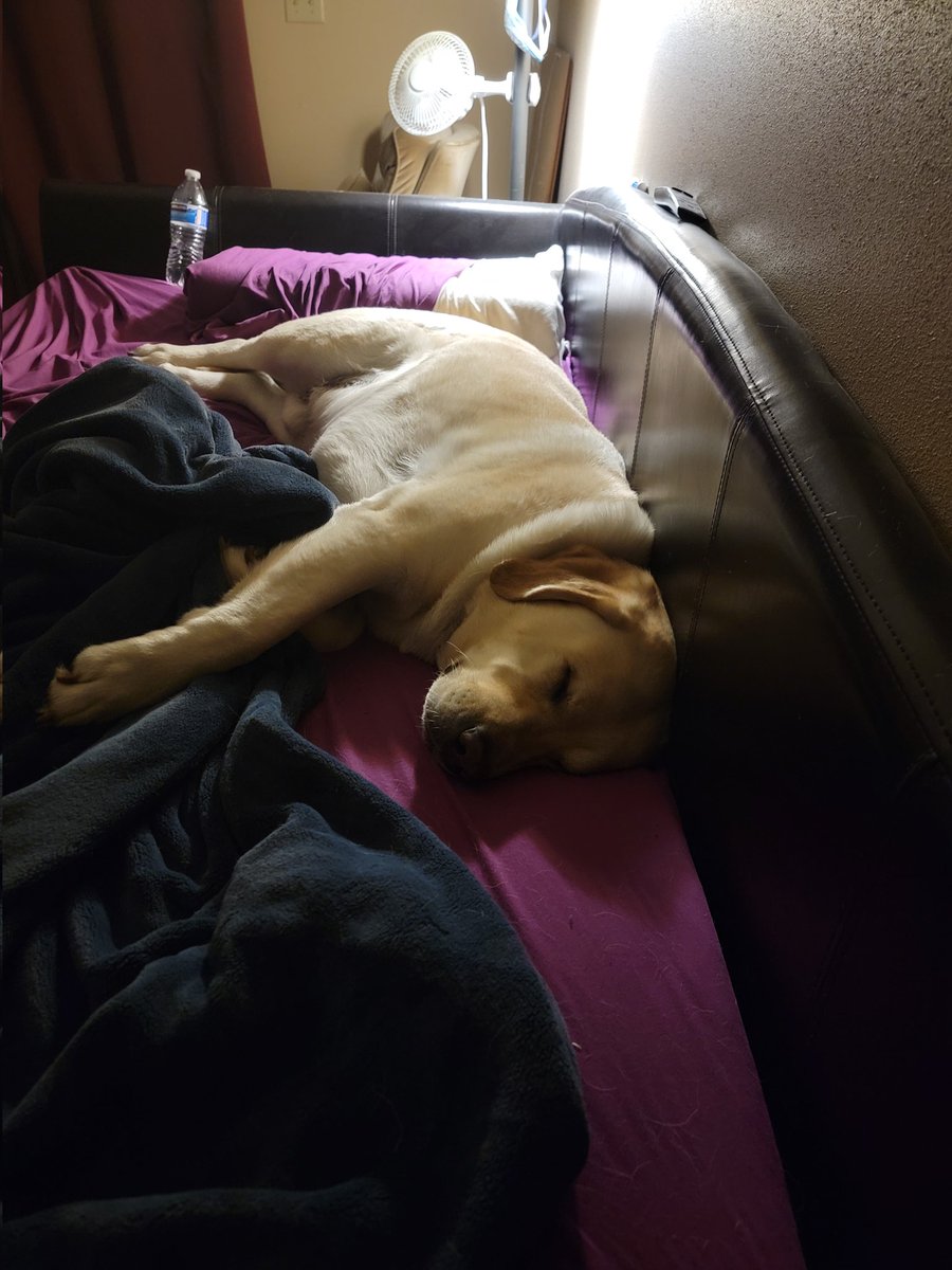 JHahnV's tweet photo. @OverEzEggs My boi Apollo 🥰 https://t.co/fxrssL3kg5