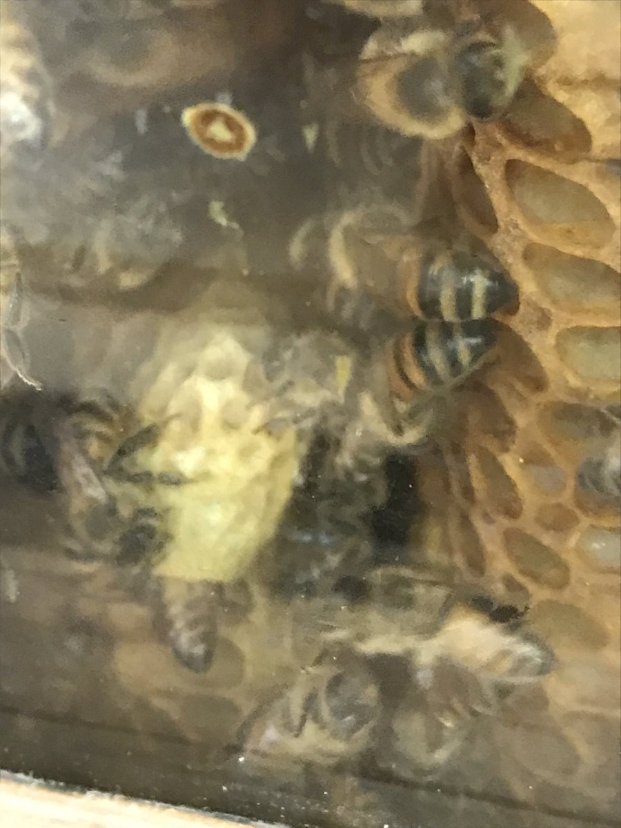 What a day! Right after school our bees swarmed!
Our bee keeper had predicted it and set us up to be ready with a small hive box outside. All week we were anticipating this moment. A new queen is about to be born in our hive!
<a href="/mcleanwildcats/">McLean Wildcats</a> #kssci
#WPSproud
#ignitelearning