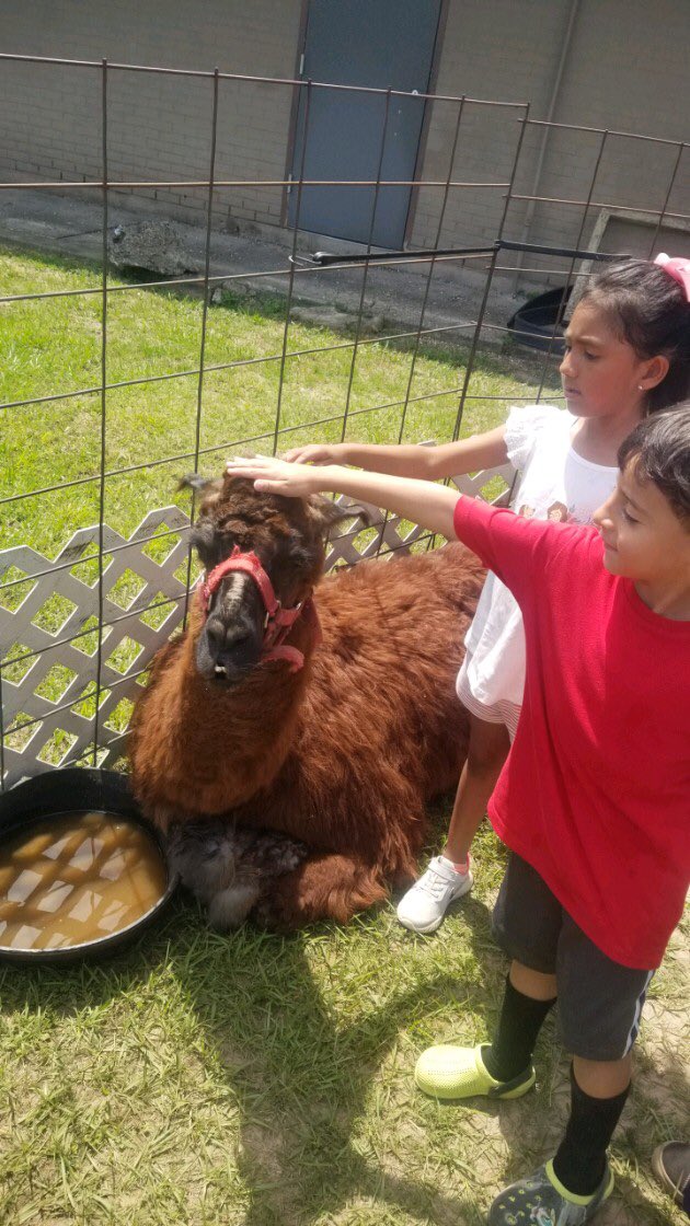 RoarkEarly's tweet photo. Fun, fun, fun in the sun, sun, sun @RoarkEarly Field Day today! We ALL had a blast with a train ride, petting zoo, bouncy houses, parachute, pony rides, obstacle courses, and water/bubble station! #RoarinRoarkKats #ThePlace2🐝 #FieldDay2022 https://t.co/kqLmxIGumF