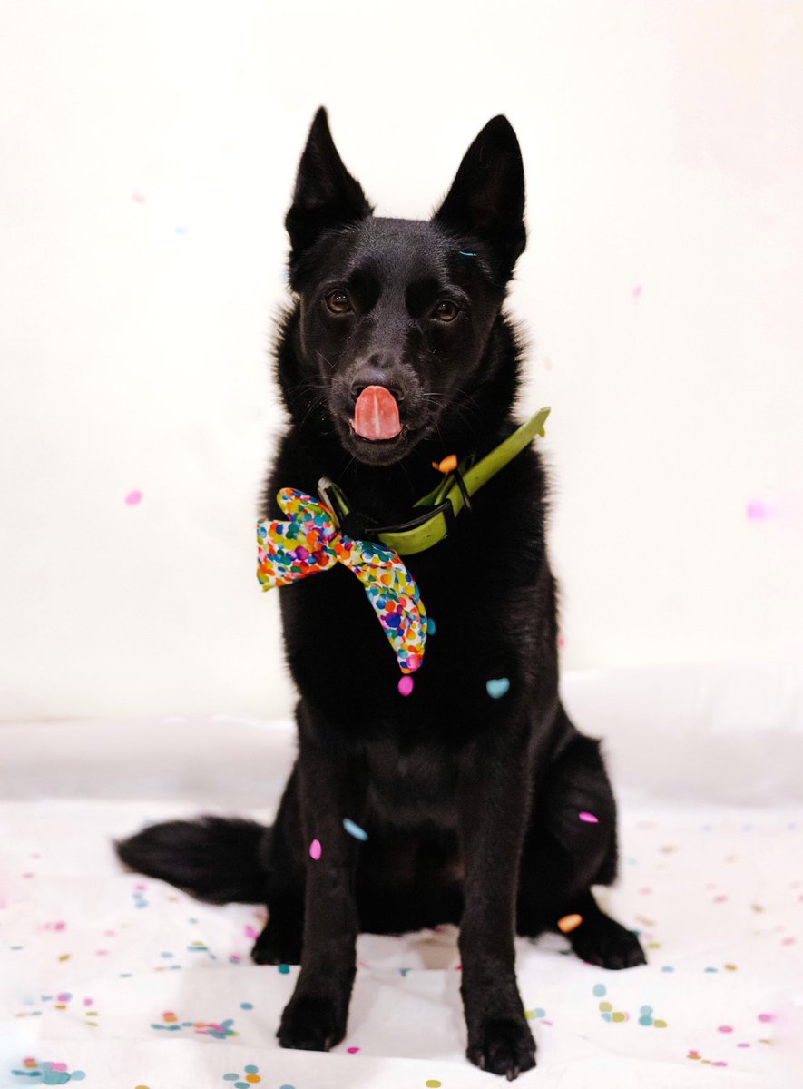 Been on a while since I’ve been on Twitter! It was Bolt’s birthday last weekend so we did a fun photoshoot 🥳😜🎉 #dogsoftwitter #twitterdogcommunity #barkday #confetti