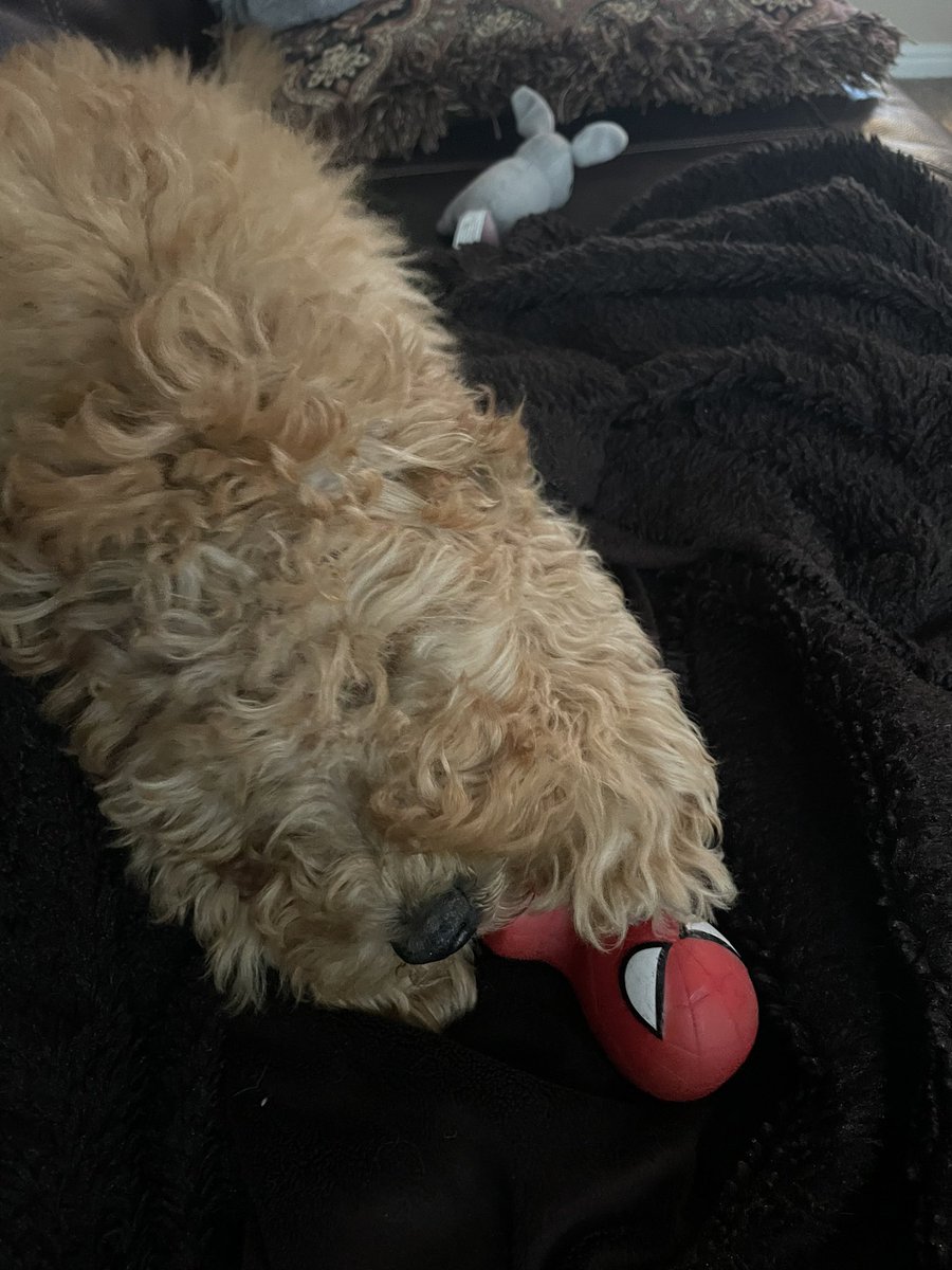 khleigho's tweet photo. Poor Spidey… didn’t stand a chance https://t.co/1o4kNiPmn5