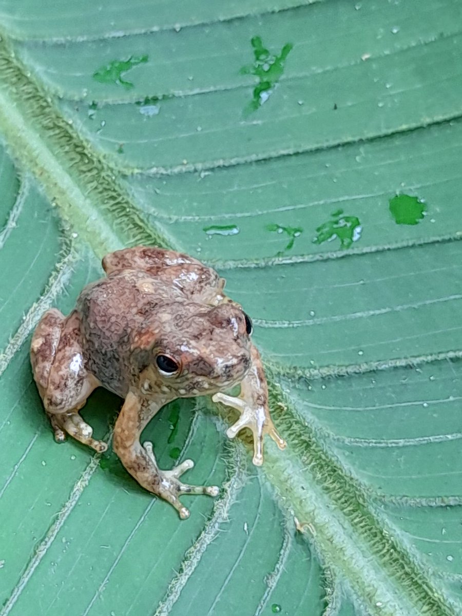 Hoy empezamos con el primer estudio bioacústico pasivo de anuros en la Amazonía ecuatoriana !!!
Gracias por su apoyo chicos ♡
<a href="/u_ikiam/">Ikiam</a> <a href="/BioGeoE2_ikiam/">BioGeoE2</a> <a href="/AudioMoth/">AudioMoth</a> #bioacústica #Anuros #biodiversity