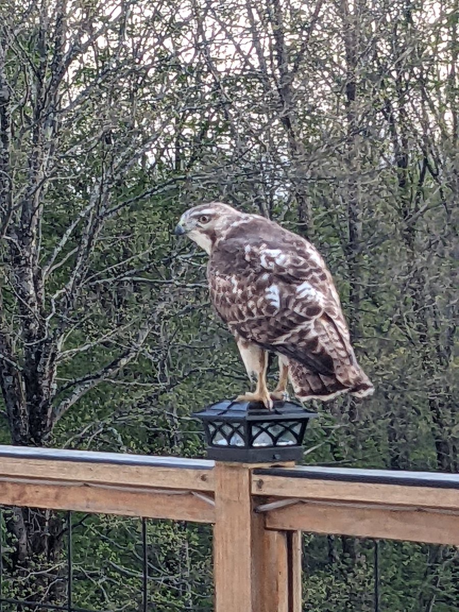 This hawk must know it's #backyardbio time. He landed 15' from me while I was sitting out on my deck. @SciJesse <a href="/EBTSOYP/">ExploringByTheSeat - Find us on BlueSky</a>