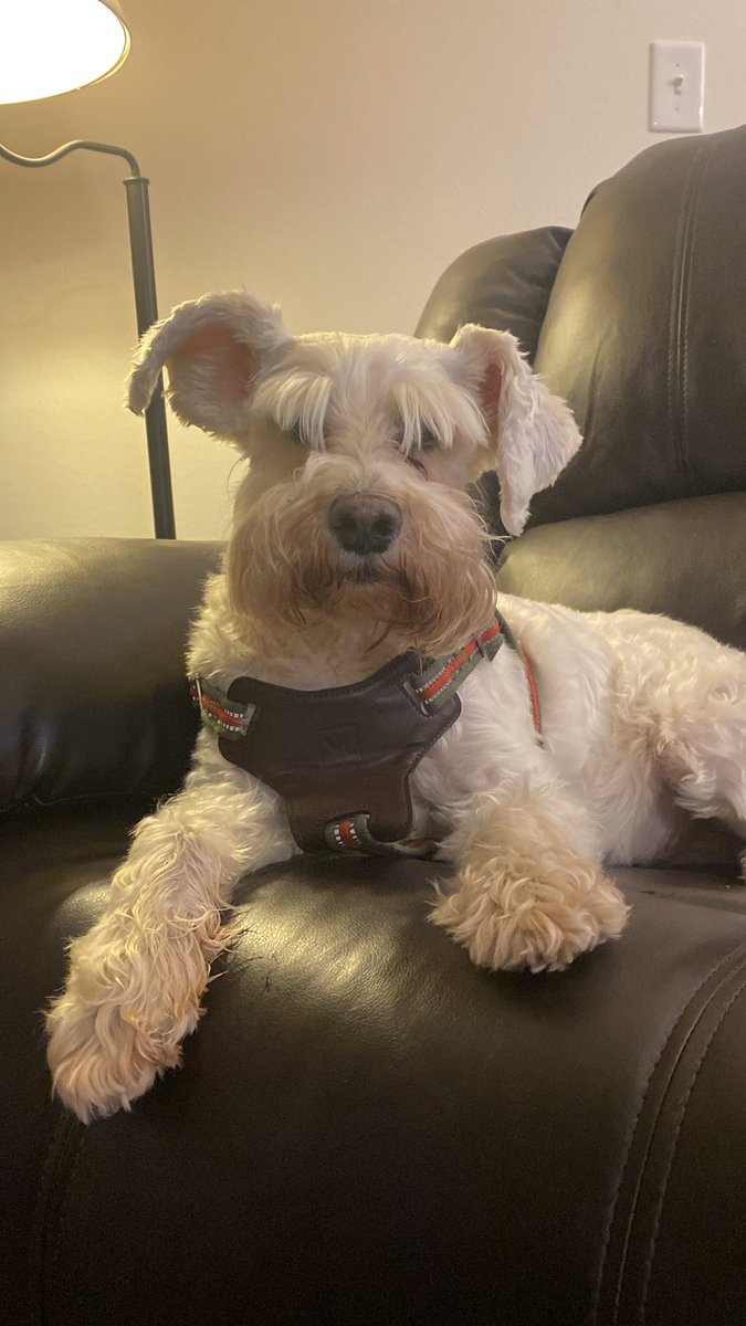 I don’t really want to say anything. This tweet has just been prepared to confirm I could speak if I wanted to. I hear talking about nothing is more palatable if you include a dog picture…so here’s mine.