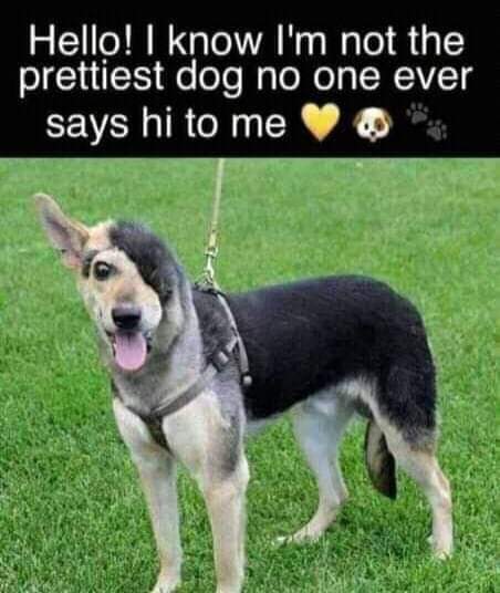 thehappydog_'s tweet photo. Hello !  I Know I'm not the prettiest dog no one ever , says "Hi" to me 🤍💛 https://t.co/M6u0lR6uvK