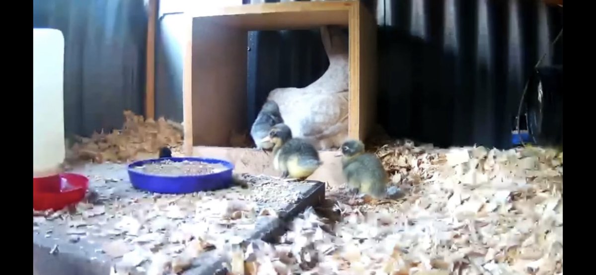 Darren999222's tweet photo. It’s beautiful Opal from #OurChickenLife with her 2 ducklings and 2 Chicks. I see 4. Do you? https://t.co/QcOVhueMJM
