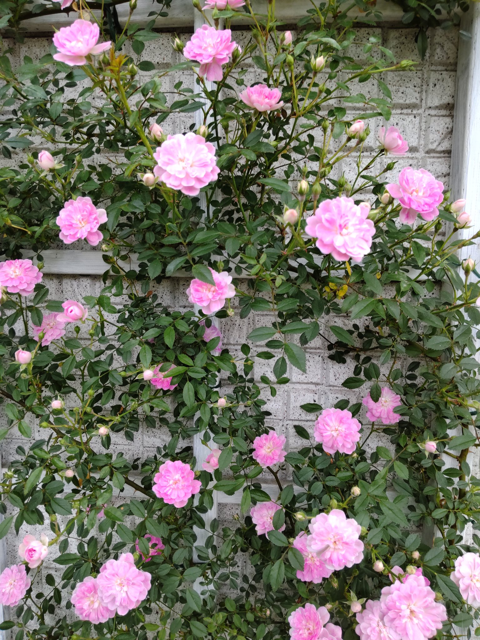 Minneko バラの季節の雨は嫌ですね ๑ ๑ 小輪のバラ 舞姫 が可愛いo ジャガイモの花もなかなか可愛いです ガーデニング バラ T Co Pvgdiw92ay Twitter Minneko バラの季節の雨は嫌ですね ๑ ๑ 小輪のバラ 舞姫 が可愛いo ジャガイモの花もなかなか可愛いです ガーデニング バラ T Co Pvgdiw92ay Twitter