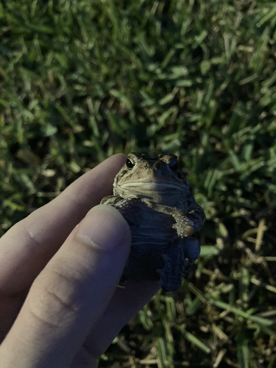 StarInBoxWx's tweet photo. just zero metered a toad
#zerometering #toad https://t.co/gqUNUNiOM6