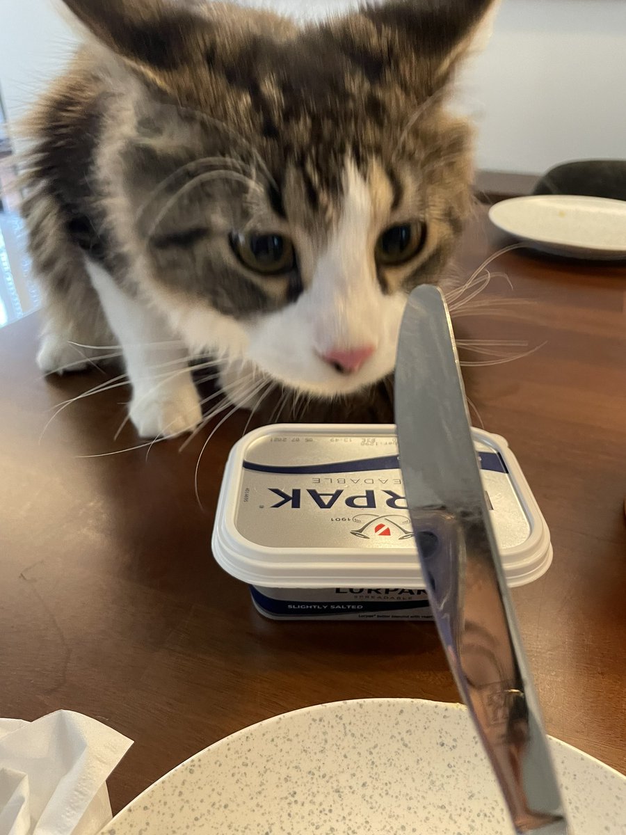 vispacevian's tweet photo. I accidentally buttered my cat 🥲🥲🥲 https://t.co/oXeUNOnzYO