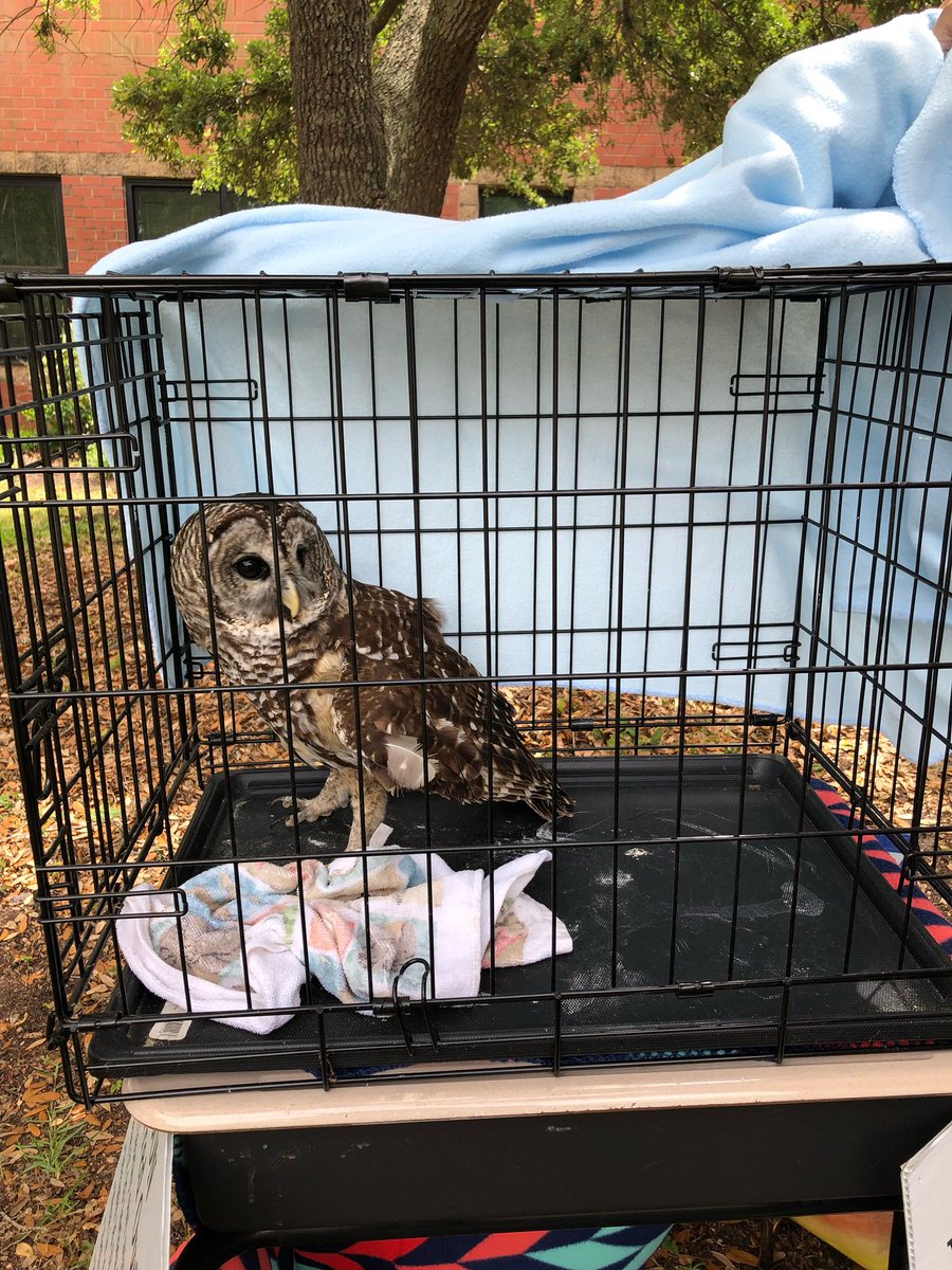 Kinder S’s learned the job of wildlife rehabilitators from members of the Sea Biscuit Wildlife Shelter. Los estudiantes de jardín de infantes aprendieron sobre el trabajo de los rehabilitadores de vida silvestre de los miembros del Refugio de Vida Silvestre Sea Biscuit.