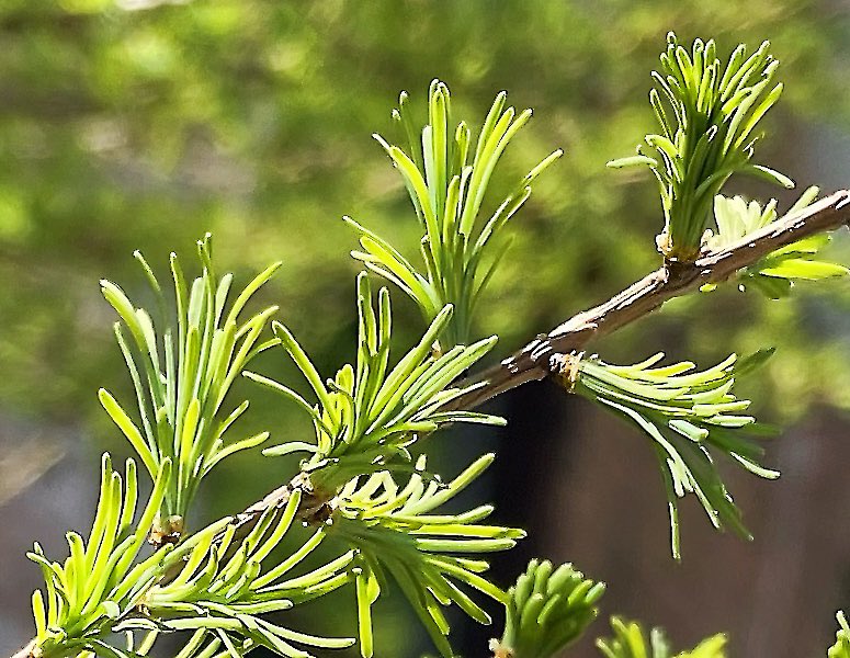 alltrees4ever's tweet photo. This not-evergreen conifer is budding out this year’s crop of new needles #trees #nature https://t.co/kz1u81pEDb