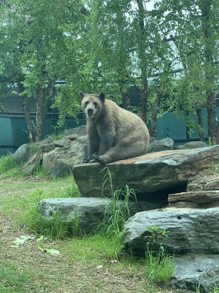wheels979's tweet photo. Took my son to the zoo today.  This Grizzly perfectly posed for us! https://t.co/TpphOTJOCq