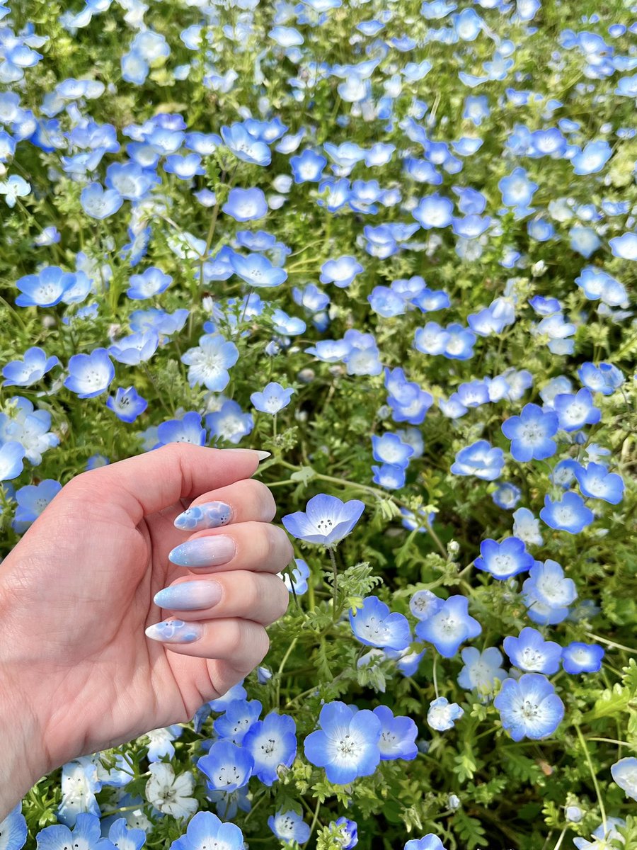 HOMEI_nail's tweet photo. ネモフィラとネモフィラネイル💙
また何かに合わせて
ネイルしたいなぁ☺️✨
今日と明日
アトリエに入店いたします🙋♀️
京橋アトリエ ゆりり
#NE76 #NE141 #NE178 #WG1 #NE7
#オーロラマグネットトップジェル https://t.co/56TlAaGyK4