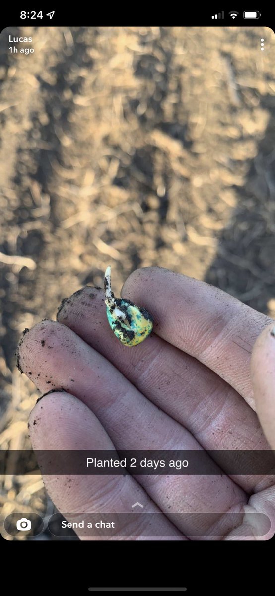 MattMstorby's tweet photo. Seeing is believing…. ⁦@Asgrow_DEKALB⁩ DKC59-82RIB paired with ⁦@pivotbio⁩ AND ⁦@bw_fusion⁩ 401 in furrow. Amazing!! https://t.co/VkiYZX4WOz
