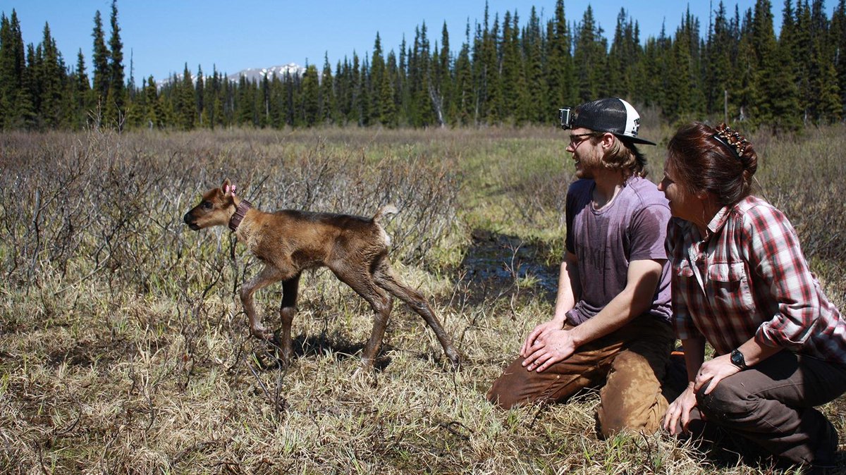 Linda_Nowlan's tweet photo. Good to speak with @ClaytonTLamb  wildlife scientist  @ubcokanagan about promising Indigenous-led #caribou conservation. Nice to end the week with a happy story!
 Hear him on   @Y2Y_Initiative  webinar next Tuesday, link in story. @sustainUBC 
https://t.co/kfKz1a3RZM https://t.co/PkC5xPuqfu