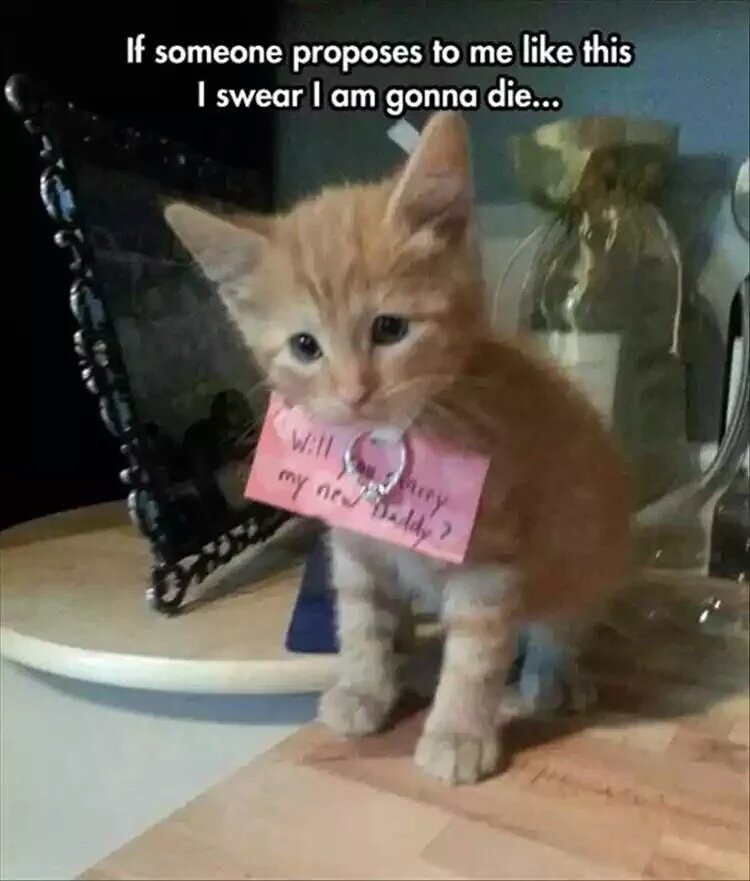 Petcaptions's tweet photo. https://t.co/BhVsWVGyeQ