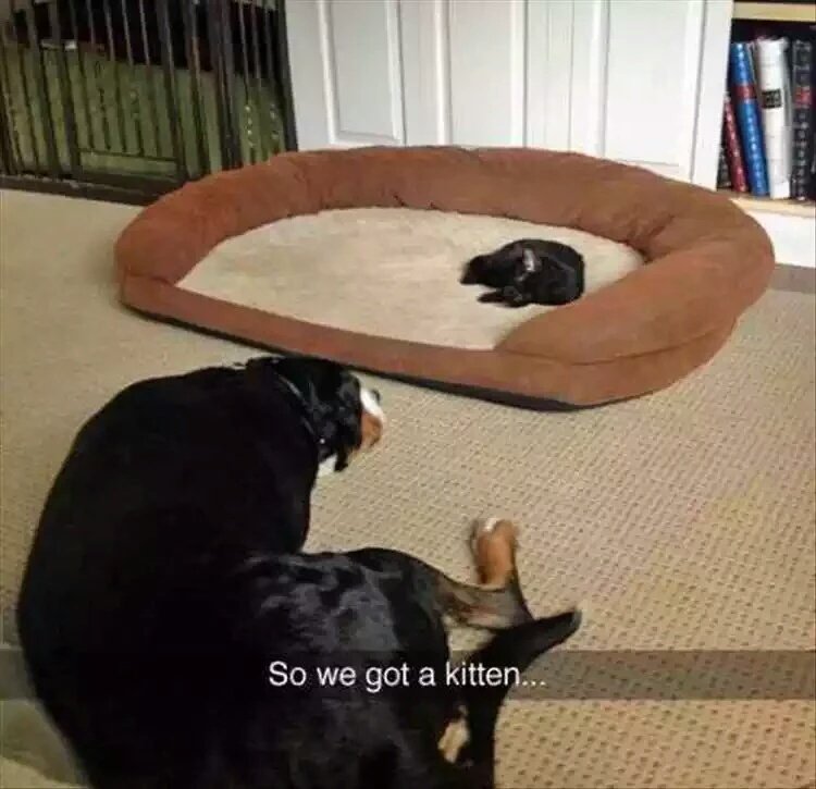 Petcaptions's tweet photo. https://t.co/LAZhyoURC3