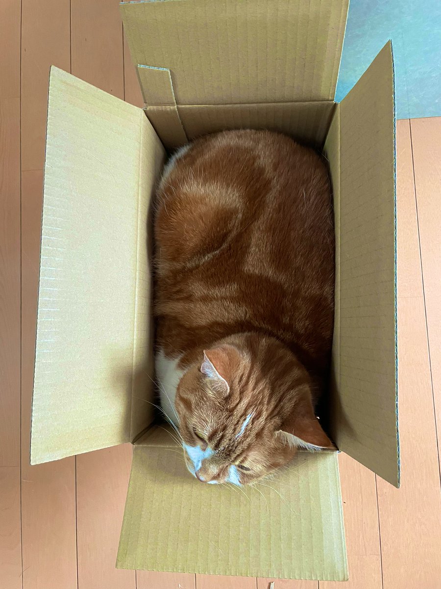 狭いところが大好き😊

#猫のいる暮らし 
#猫がいる幸せ