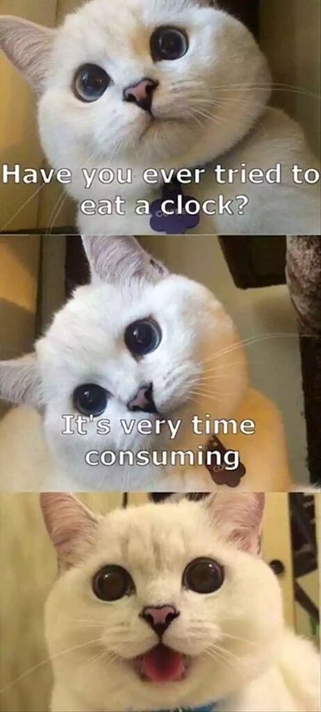 Petcaptions's tweet photo. https://t.co/SaE475WiMk