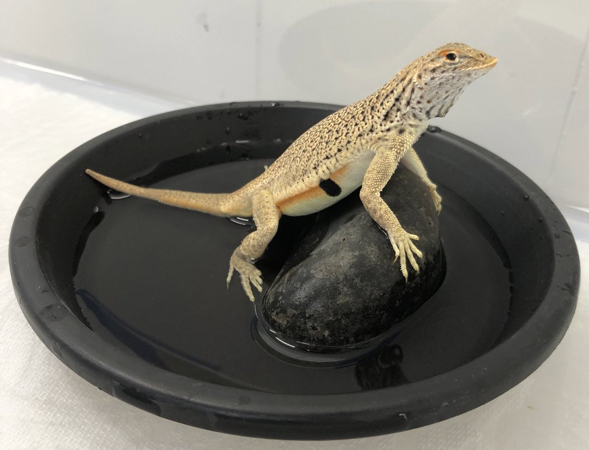 ScienceWithSav's tweet photo. The gorgeous bright orange eyeshadow and sides on this Mojave Fringe-toed Lizard 😍
Also… who thinks he’s sucking up the water through his cloaca?? 💦
#science #lizards #ILoveLizards #water #drought https://t.co/sfobY4Seax