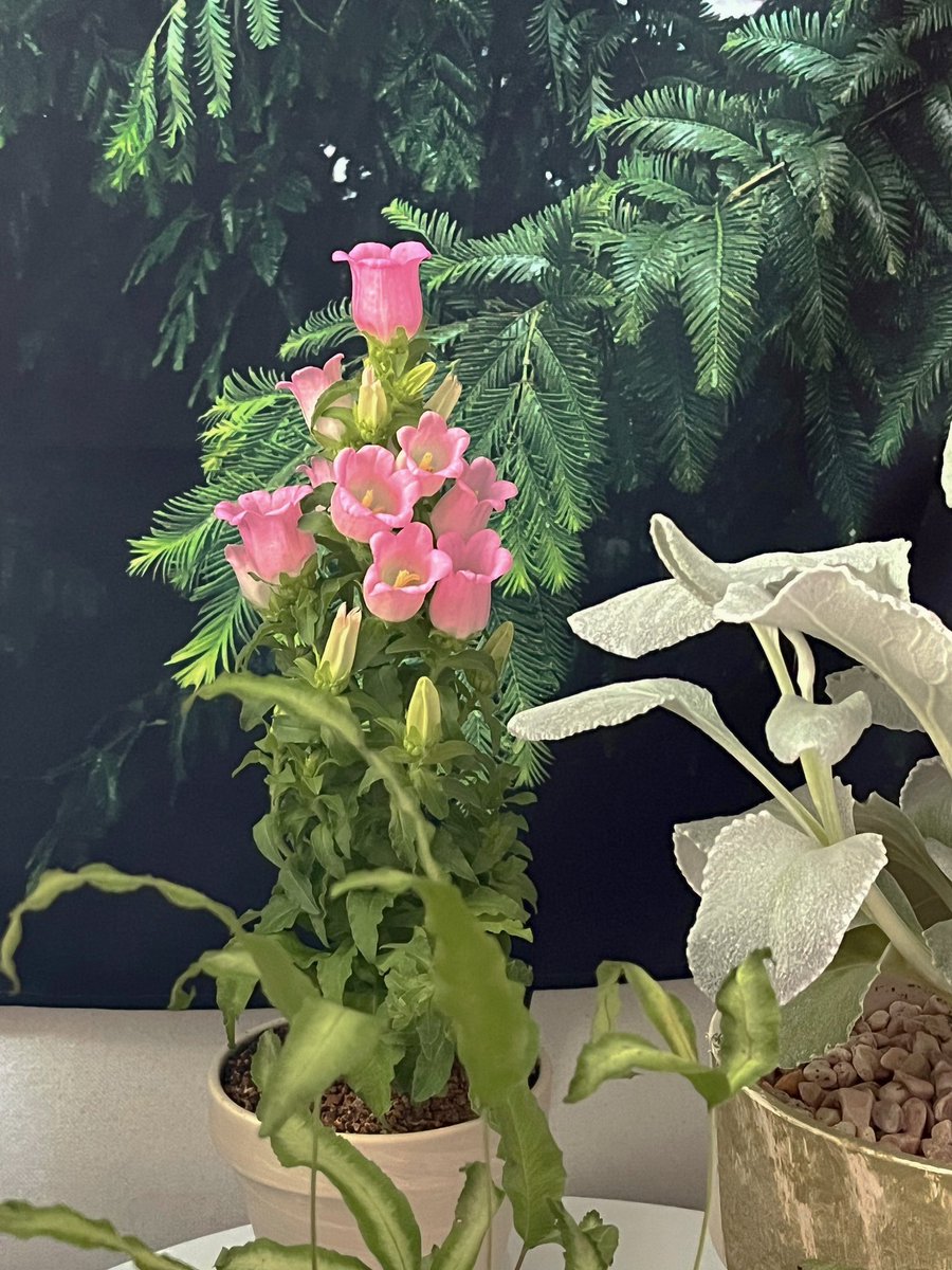 캄파눌라...........진짜 예뻐.....( ˃̣̣̣̣o˂̣̣̣̣ )
사랑해......내 최애 그레이스 캄파눌라♥ ♥   ⋆⁺₊⋆ ♡̷̷̷    ̵ ̀ ̗♡ ̖ ́ ̵    —̳͟͞͞♡    ̵ ̀ ̗♡̷̷̷ ̖ ́ ̵   ఇ ఇ   ʚ♡⃛ɞ  ♥ 。⋆ ゜♡  ･͛♡̷̷̷･͛  ❤︎   ◡̈⃝ ❤︎  \(◡̈)/♥    ʕ”̮ॽु ♡̷̷̷    ◞ ‸ ◟ ♡̵    .•♥