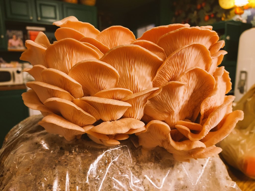 FaunaTrade's tweet photo. Did yall know that our very own @FrancisAndroid runs a mushroom kit business!? He was kind enough to send me a kit after an airdrop! And I'm 100% serious when I say it was easy,fun, and were literally the best mushies I've ever tasted. Thank you Francis!

https://t.co/fnRuReJcwQ https://t.co/mIbKtktJiy