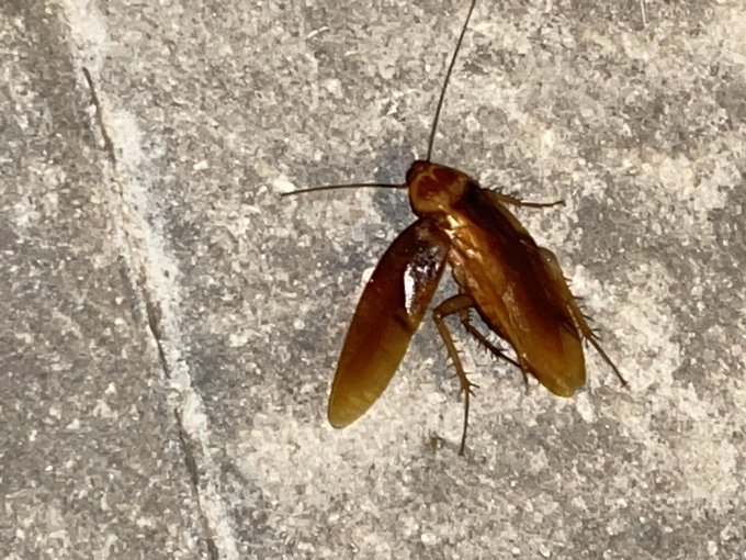 For all of your that wanna move to Florida &hellip; LOL this thing was as big as a lighter https://t.co/3lQ