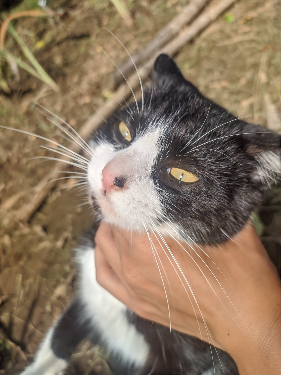 cat_salahplanet's tweet photo. Sangat tidak cara sekali ya😾
kau membuatku tersedak...jshwhesjsj https://t.co/iuTLtSynQj