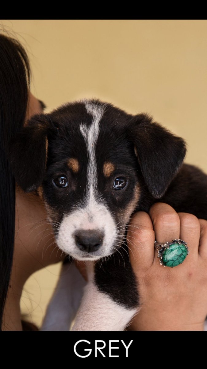 khetaarey's tweet photo. Three Kathmandu-based puppies looking to adopt their new humans. Please reply to this tweet if you are interested.

(My friend is their current human, who shared these photos with me and asked me if I could send a Twitter advert.) https://t.co/1iJViqiZ4Z