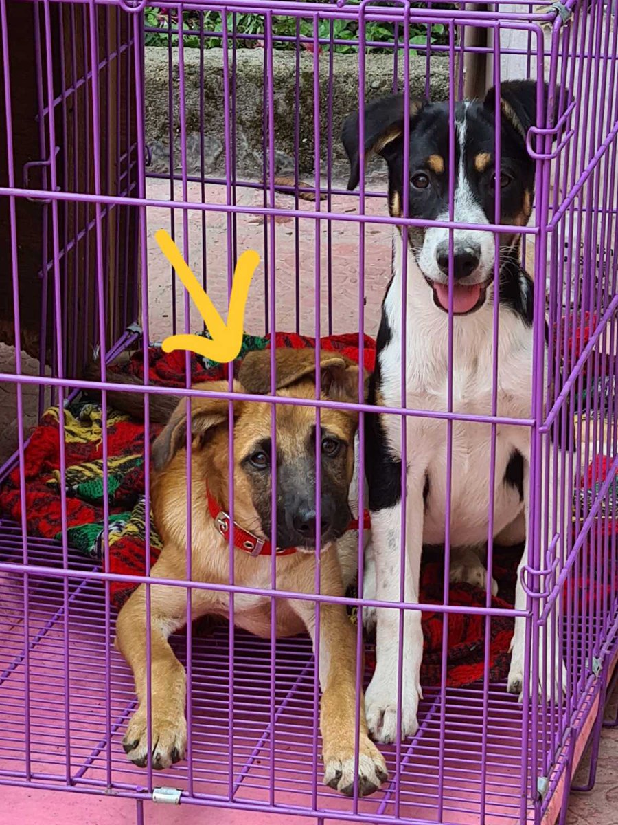 khetaarey's tweet photo. Three Kathmandu-based puppies looking to adopt their new humans. Please reply to this tweet if you are interested.

(My friend is their current human, who shared these photos with me and asked me if I could send a Twitter advert.) https://t.co/1iJViqiZ4Z