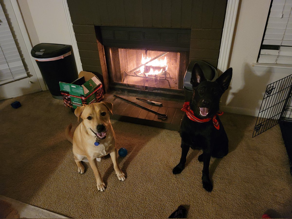 Gingepm's tweet photo. @Barbskiiii My best happy doggos https://t.co/UoD3R7N2ad