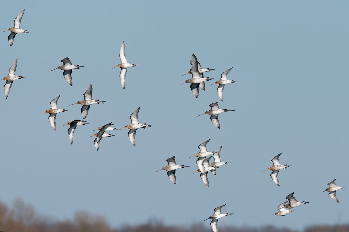 Cirad's tweet photo. #WorldMigratoryBirdDay
Les #oiseaux sont essentiels au maintien de l'équilibre naturel des zones humides. Le #ProjetRESSOURCE élabore des solutions innovantes de gestion durable des oiseaux d'eau au Sahel.
@FFEM_Fr @PressACP @EU_Partnerships @FAOForestry @Cirad @CIFOR @TheWCS https://t.co/cPnW6DLzM7