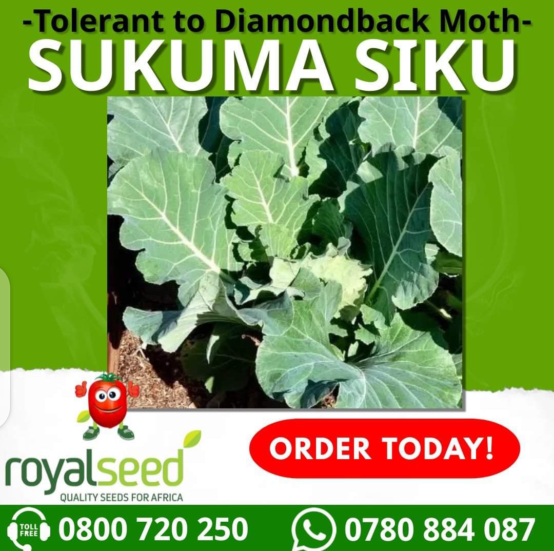 RoyalSeedKE's tweet photo. This #MUNCHINGMAY if you're looking for a variety that is can be grown throughout the year,this varieties should be top of your mind
#Sweetqueen #CarrotNantes #Sukumasiku
Reach us to get your pack now!
Toll-Free Line: 0800 720 250
WhatsApp No: 0780 884 087 https://t.co/LU1QUeG73G