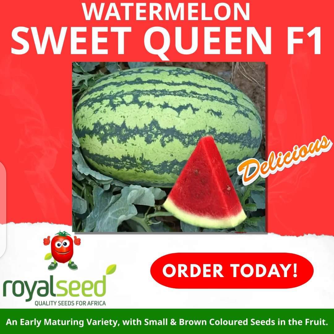 RoyalSeedKE's tweet photo. This #MUNCHINGMAY if you're looking for a variety that is can be grown throughout the year,this varieties should be top of your mind
#Sweetqueen #CarrotNantes #Sukumasiku
Reach us to get your pack now!
Toll-Free Line: 0800 720 250
WhatsApp No: 0780 884 087 https://t.co/LU1QUeG73G