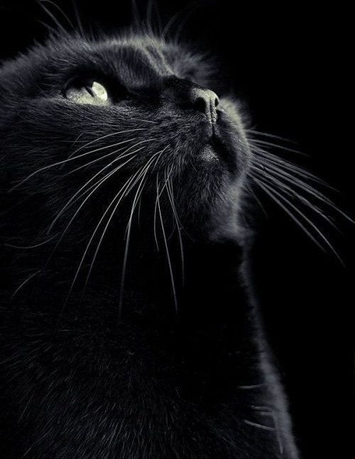 Metanoia100's tweet photo. Happy #Caturday 😊 💕

#cats #CatsOfTwitter #CatsOnTwitter https://t.co/uyYTIwo6ba