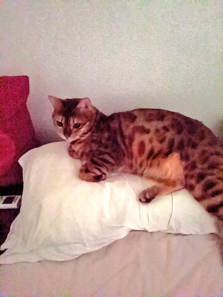 Alissa71799137's tweet photo. Il squatte mon oreille. https://t.co/swVanb5pcO